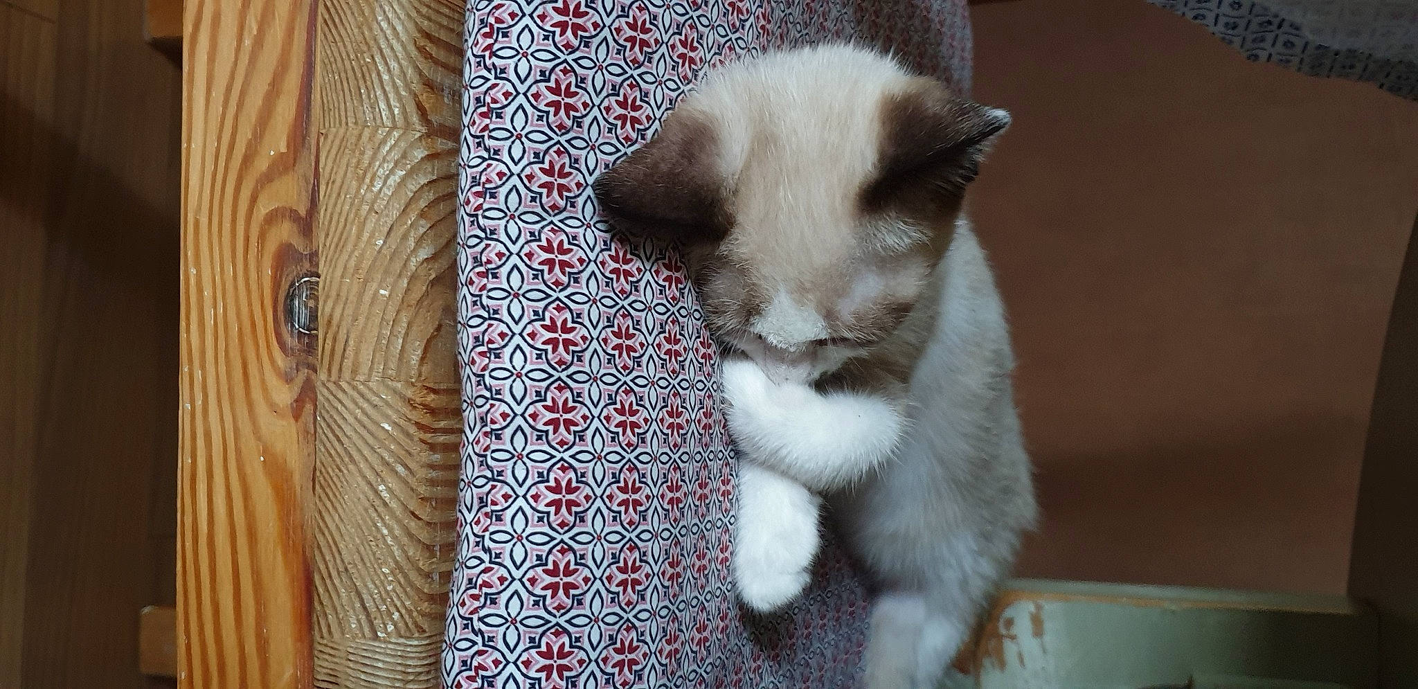 Ponyo a rejoint le concours — aidez-le/la à gagner de superbes lots ! asian, balinese, birman, carnivore, cat, colorpoint_shorthair, fawn, felidae, kitten, mammal, polydactyl_cat, ragdoll, siamese, small_to_medium_sized_cats, snowshoe, tail, thai, tonkinese, whiskers