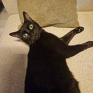 Shadow is registered to the contest to win money with this photo: black_cat, cat, feline, pet, animal, wide_eyes, green_eyes, whiskers, pointed_ears, lying_down, stretched_leg, paw, relaxed, playful, funny_pose, couch, sofa, cushion, indoor, portrait