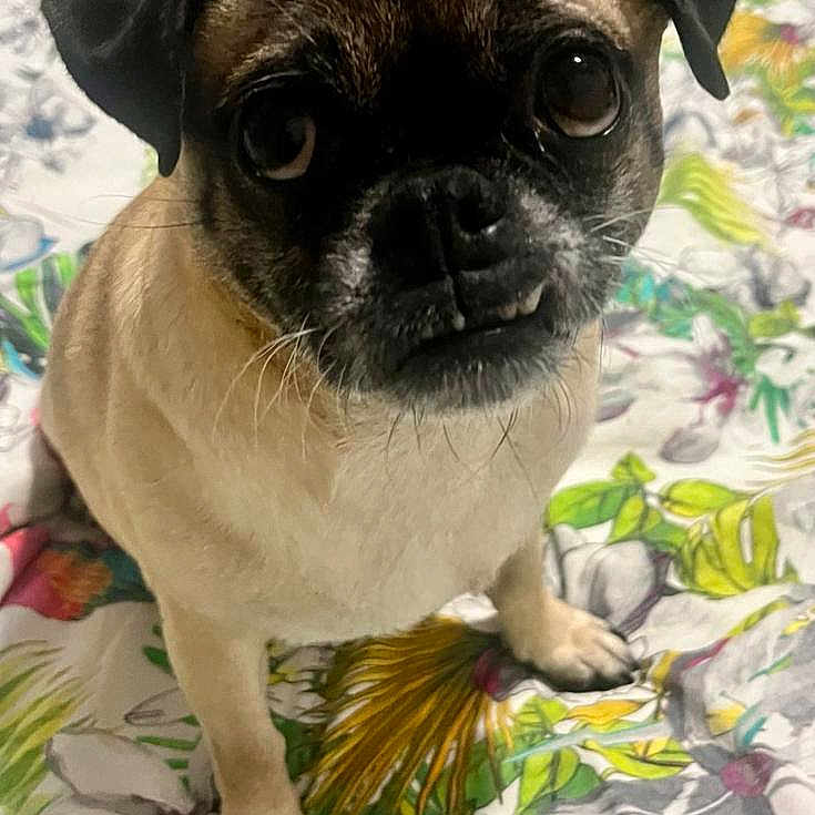 Maya participe au concours pour gagner de l'argent avec cette photo : boston_terrier, canidae, carnivore, companion_dog, dog, dog_breed, eye, fawn, grass, green, iris, plant, pug, snout, sporting_group, terrestrial_animal, toy_dog, whiskers, working_animal, wrinkle