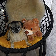 Maya participe au concours pour gagner de l'argent avec cette photo : animal, chair, companion, cozy, cushion, cute, decor, dog, fur, furniture, home, indoor, pet, pug, relaxed, snuggling, soft, stuffed_toy, teddy_bear, yellow