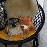 animal, chair, companion, cozy, cushion, cute, decor, dog, fur, furniture, home, indoor, pet, pug, relaxed, snuggling, soft, stuffed_toy, teddy_bear, yellow