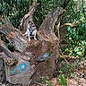 Maya a rejoint le concours — aidez-le/la à gagner de superbes lots ! animal, bark, blue, dog, forest, greenery, harness, leaves, nature, outdoor, paint, pet, shadows, small_dog, sunlight, tree, tree_stump, trunk, wildlife, wood