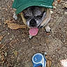 animal_accessory, canine, cap, cute, dirt, dog, forest_floor, hat, leash, leaves, nature, outdoor, pet, rocks, shade, small_dog, sunlight, tongue, tongue_out, walking_gear