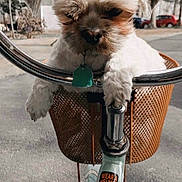 Chewy joined the competition — help win amazing prizes! dog, bicycle, basket, outdoor, pet, handlebars, small_dog, cute, animal, road, trees, daytime, leisure, transportation, street, fur, collar, tag, nature, quiet