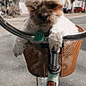 dog, bicycle, basket, outdoor, pet, handlebars, small_dog, cute, animal, road, trees, daytime, leisure, transportation, street, fur, collar, tag, nature, quiet
