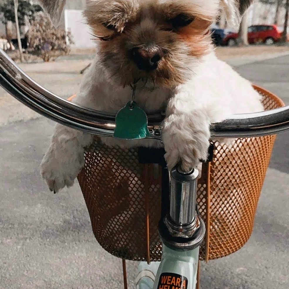Chewy
