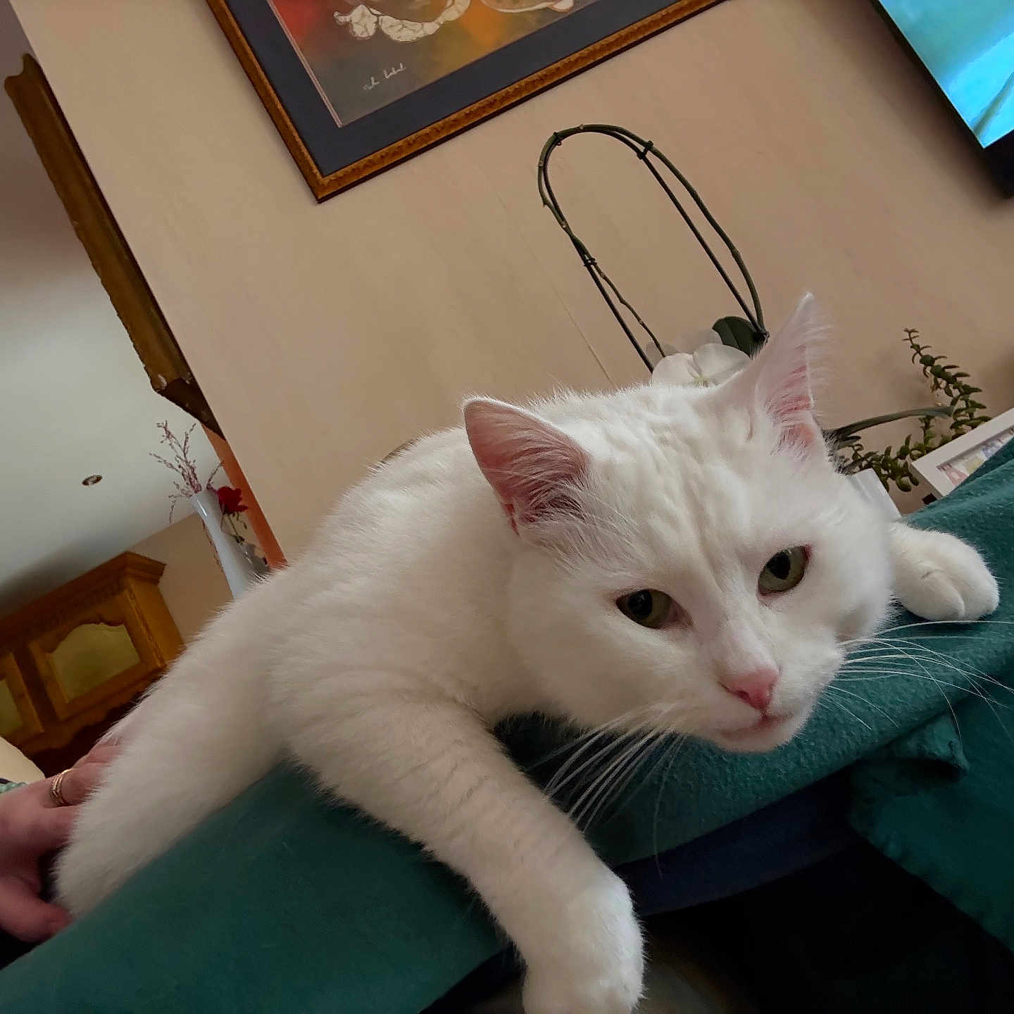Olaf