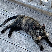 Princess joined the competition — help win amazing prizes! cat, tortoiseshell_cat, outdoor, deck, wooden_railing, green_eyes, pet, animal, feline, laying_down, curious, gray_deck, nature, grass, sunlight, relaxed, domestic_cat, whiskers, ears, tail