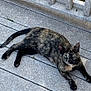 cat, tortoiseshell_cat, outdoor, deck, wooden_railing, green_eyes, pet, animal, feline, laying_down, curious, gray_deck, nature, grass, sunlight, relaxed, domestic_cat, whiskers, ears, tail