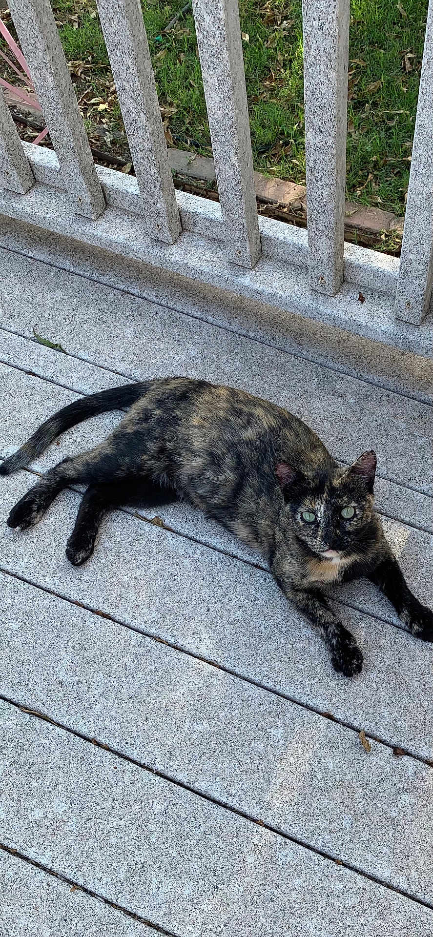 Princess joined the competition — help win amazing prizes! cat, tortoiseshell_cat, outdoor, deck, wooden_railing, green_eyes, pet, animal, feline, laying_down, curious, gray_deck, nature, grass, sunlight, relaxed, domestic_cat, whiskers, ears, tail