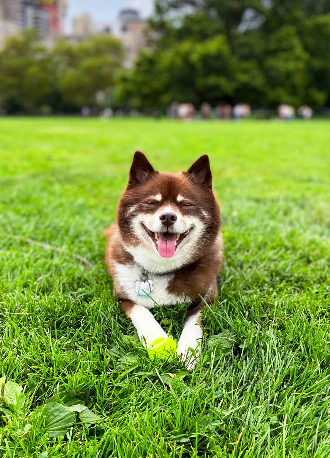 Wiley joined the competition — help win amazing prizes! ancient_dog_breeds, canidae, carnivore, companion_dog, dog, dog_breed, eye, garden, grass, non_sporting_group, people_in_nature, plant, snout, sporting_group, tail, tree, working_animal, working_dog