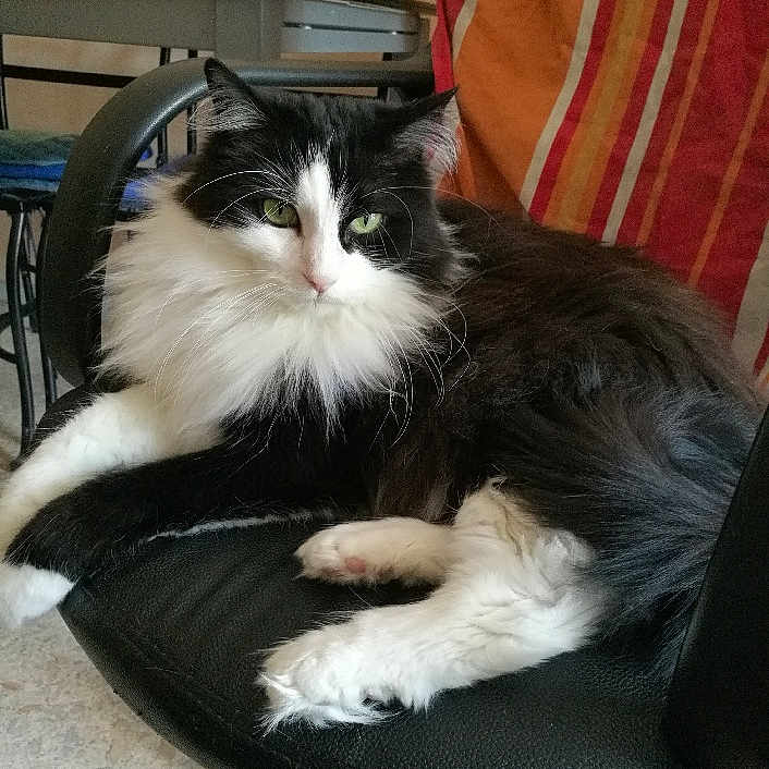 Grisou a rejoint le concours — aidez-le/la à gagner de superbes lots ! animal, architecture, armchair, boy, building, cat, chair, child, couch, cushion, furniture, homedecor, indoors, kitten, livingroom, male, person, pet, room, table