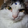 cat, close_up, green_eyes, white_fur, gray_fur, whiskers, pet, animal, cute, portrait, indoor, fur, face, curious, domestic_cat, mammal, looking, calm, blue_sticker, nose
