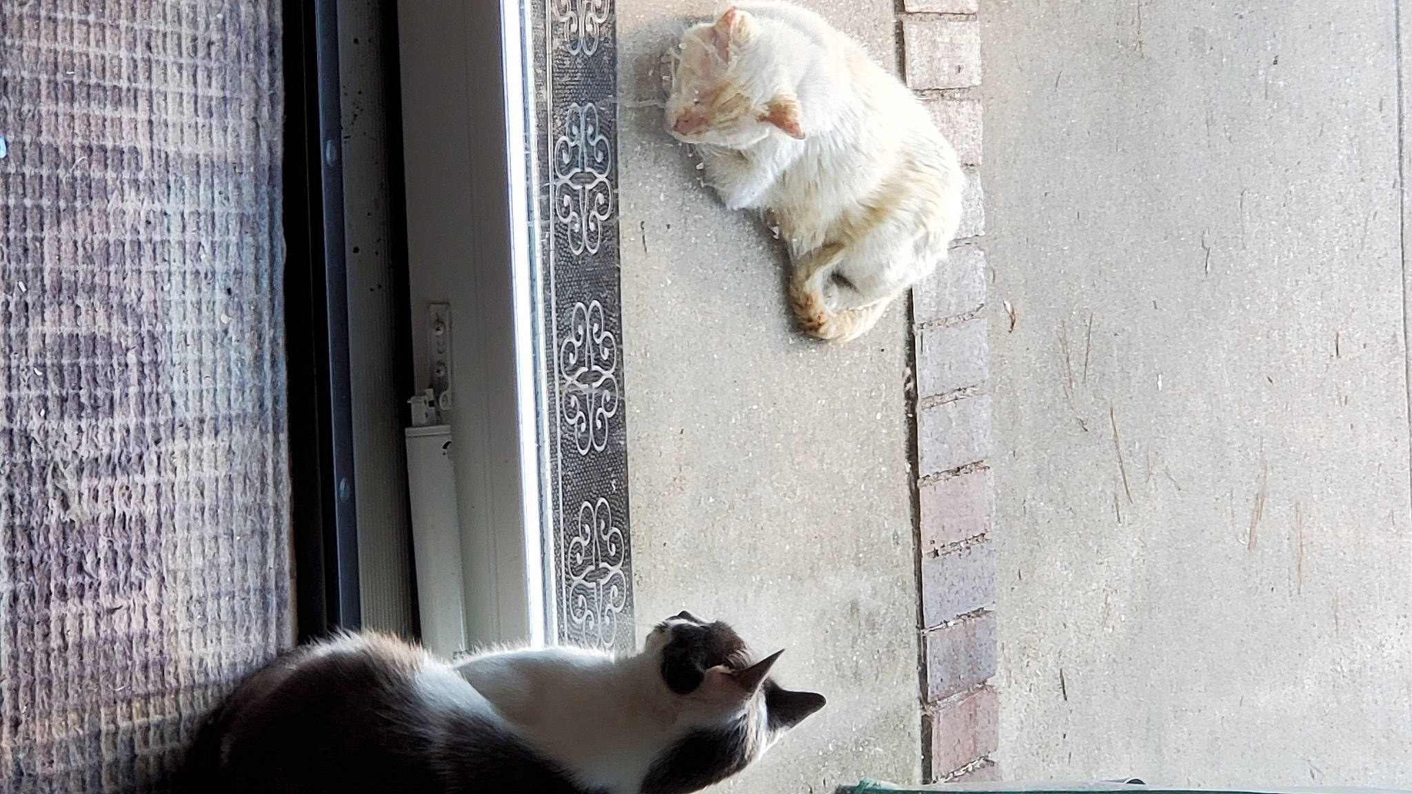 June joined the competition — help win amazing prizes! art, canidae, carnivore, cat, companion_dog, domestic_short_haired_cat, fawn, felidae, fur, line, paw, pet_supply, photograph, small_to_medium_sized_cats, snout, tail, whiskers, white, window, wood