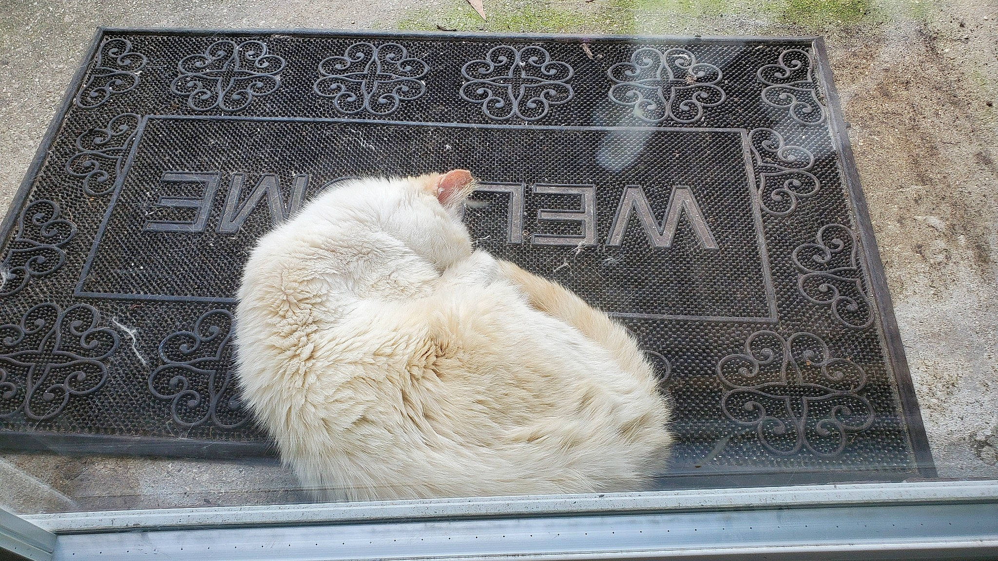 June is registered to the contest to win money with this photo: carnivore, cat, claw, domestic_short_haired_cat, fawn, felidae, flooring, font, foot, fur, linens, pattern, paw, rectangle, small_to_medium_sized_cats, tail, terrestrial_animal, whiskers, window