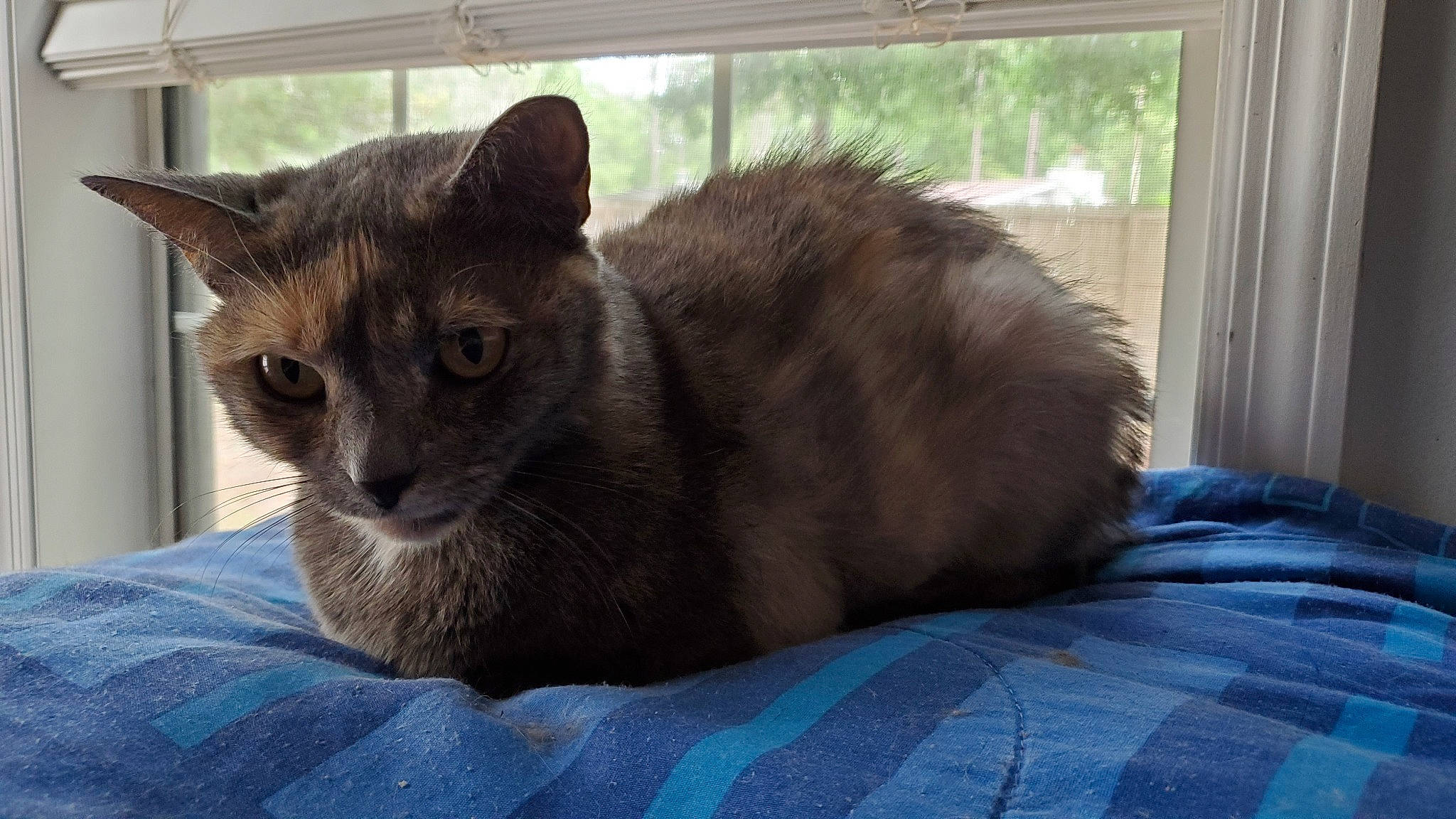 Peaches is registered to the contest to win money with this photo: black_cat, carnivore, cat, cat_furniture, cat_supply, chartreux, comfort, curtain, domestic_short_haired_cat, fawn, felidae, fur, grey, plaid, small_to_medium_sized_cats, snout, tail, terrestrial_animal, whiskers, window