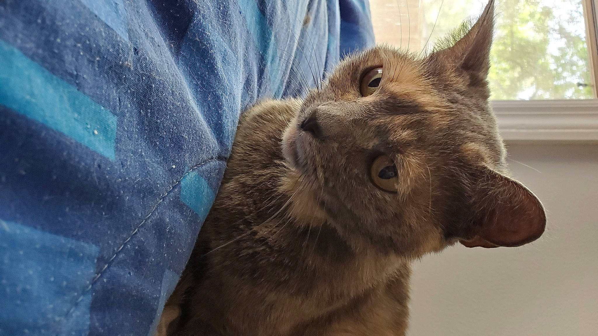 Peaches is registered to the contest to win money with this photo: carnivore, cat, chartreux, claw, denim, domestic_short_haired_cat, electric_blue, felidae, fur, korat, lynx, paw, small_to_medium_sized_cats, snout, tail, terrestrial_animal, tree, whiskers, window