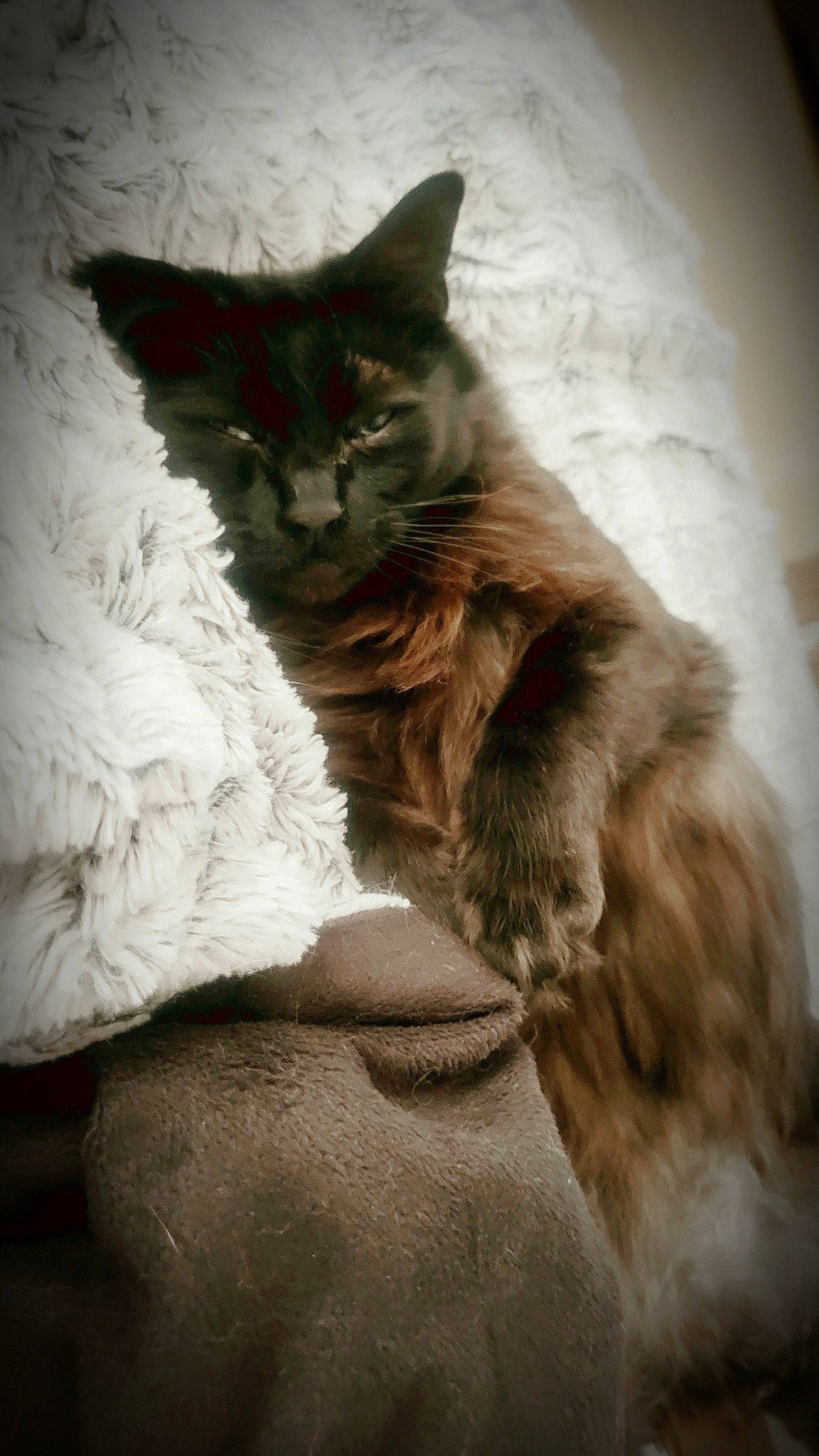 Chewy joined the competition — help win amazing prizes! black_cat, carnivore, cat, claw, comfort, darkness, domestic_short_haired_cat, fawn, felidae, fur, grey, paw, shadow, sitting, small_to_medium_sized_cats, snout, tail, tints_and_shades, whiskers, window