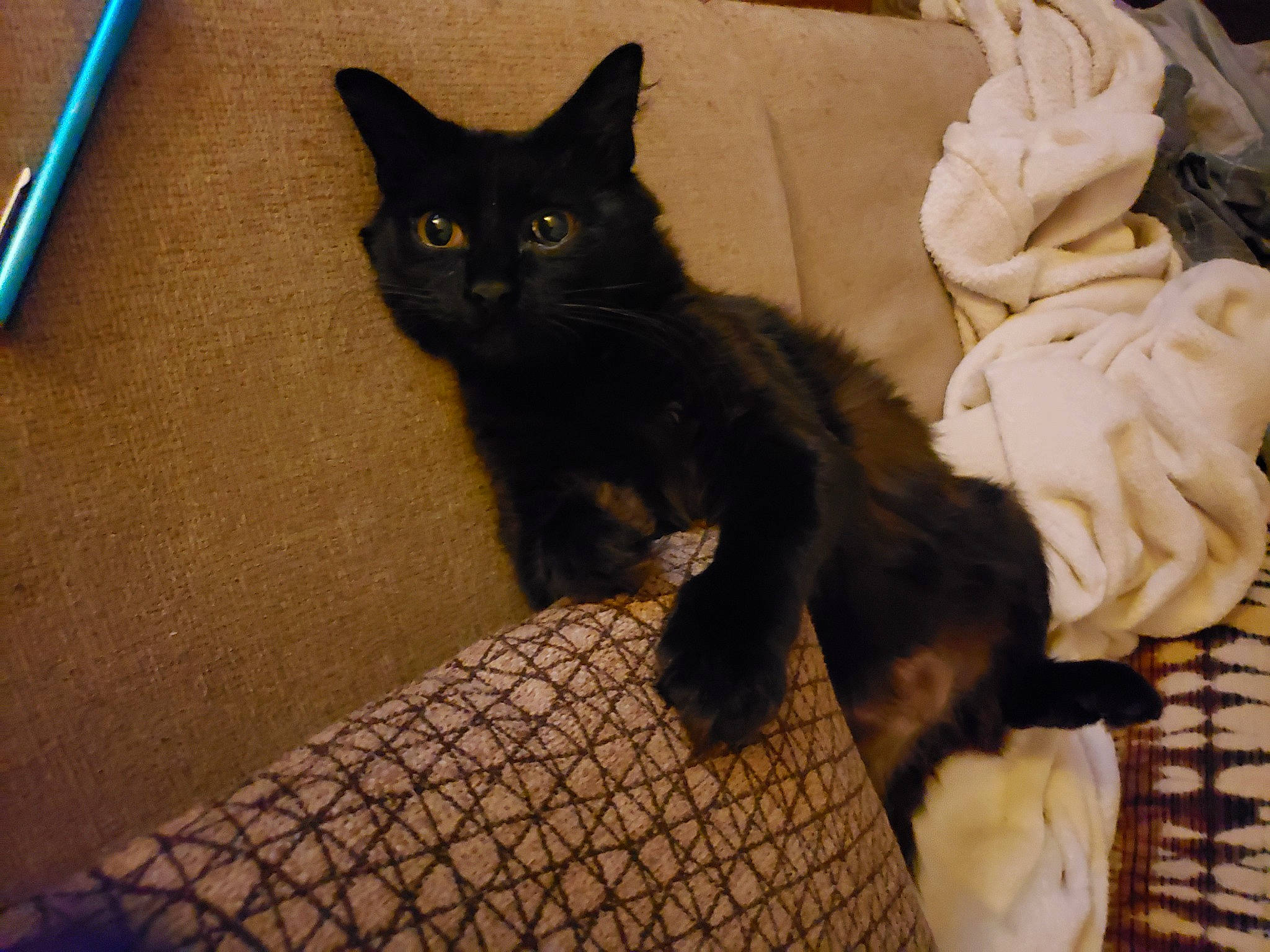 Chewy joined the competition — help win amazing prizes! black_cat, bombay, carnivore, cat, claw, comfort, domestic_short_haired_cat, eye, felidae, flooring, fur, grey, havana_brown, paw, sitting, small_to_medium_sized_cats, snout, tail, terrestrial_animal, whiskers