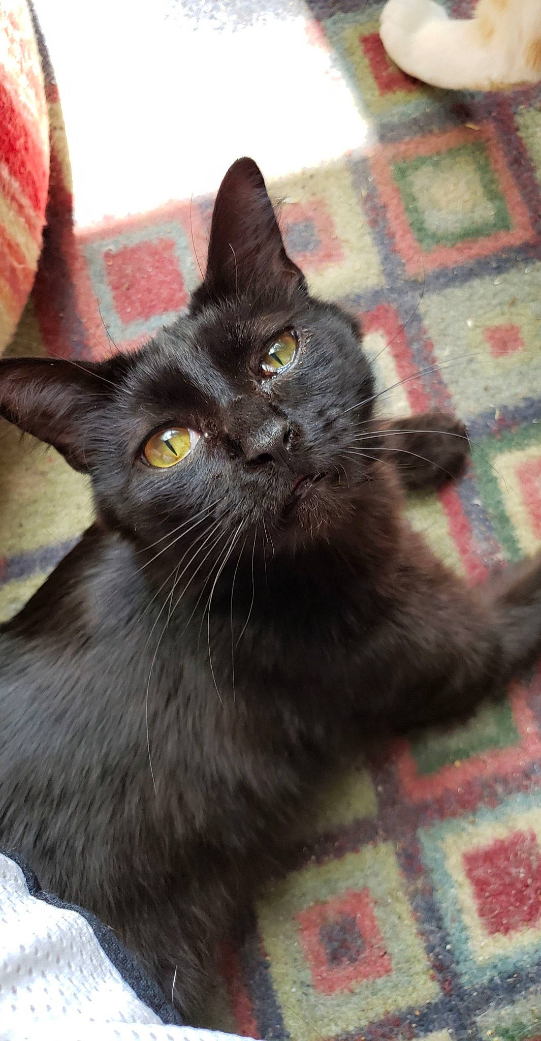 Chewy is registered to the contest to win money with this photo: black_cat, bombay, carnivore, cat, claw, domestic_short_haired_cat, felidae, flooring, fur, grey, havana_brown, korat, pattern, plaid, small_to_medium_sized_cats, tail, tartan, terrestrial_animal, whiskers