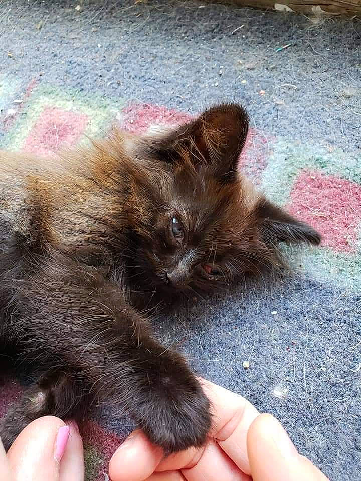 Chewy is registered to the contest to win money with this photo: carnivore, cat, claw, domestic_short_haired_cat, fawn, felidae, finger, flooring, foot, fur, liver, nail, paw, road_surface, small_to_medium_sized_cats, terrestrial_animal, thumb, whiskers