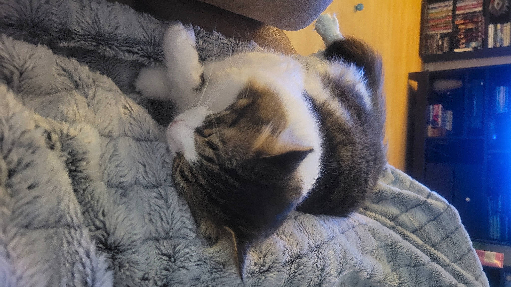 Angelove joined the competition — help win amazing prizes! bookcase, canidae, carnivore, cat, claw, comfort, domestic_short_haired_cat, felidae, fur, nap, paw, picture_frame, shelf, shelving, sleep, small_to_medium_sized_cats, snout, tail, television, whiskers