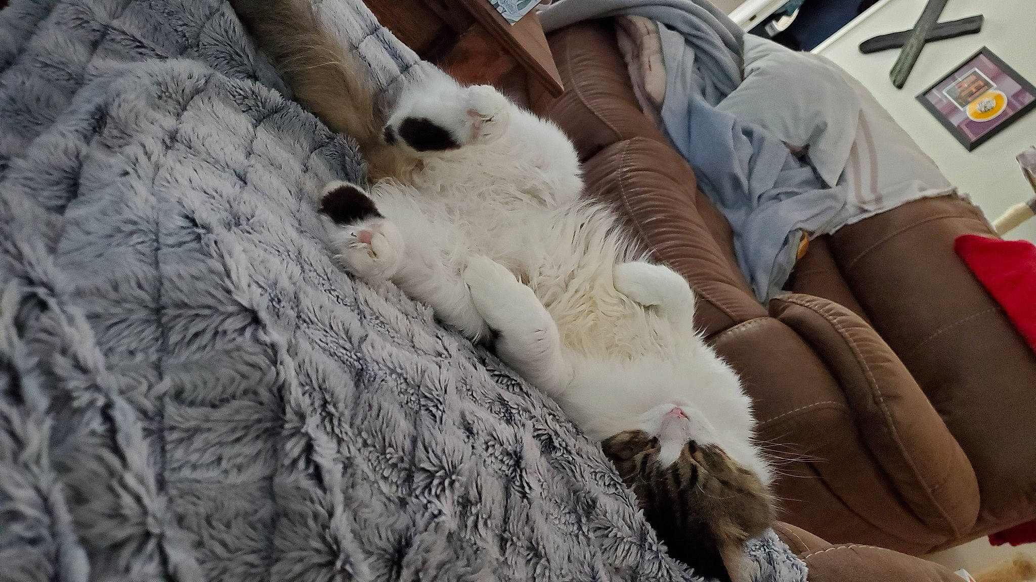 Angelove is registered to the contest to win money with this photo: canidae, carnivore, comfort, companion_dog, dog, dog_breed, domestic_short_haired_cat, fawn, felidae, fur, linens, mammal, nap, paw, sitting, small_to_medium_sized_cats, sporting_group, textile, vertebrate, whiskers