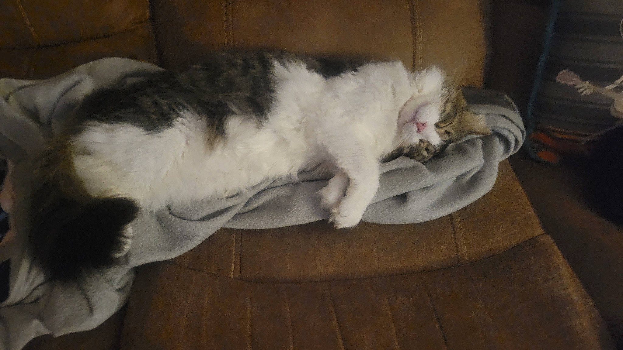 Angelove is registered to the contest to win money with this photo: canidae, carnivore, cat, comfort, dog_breed, domestic_short_haired_cat, eye, felidae, flooring, fur, grey, hardwood, nap, paw, small_to_medium_sized_cats, snout, sporting_group, tail, whiskers, wood