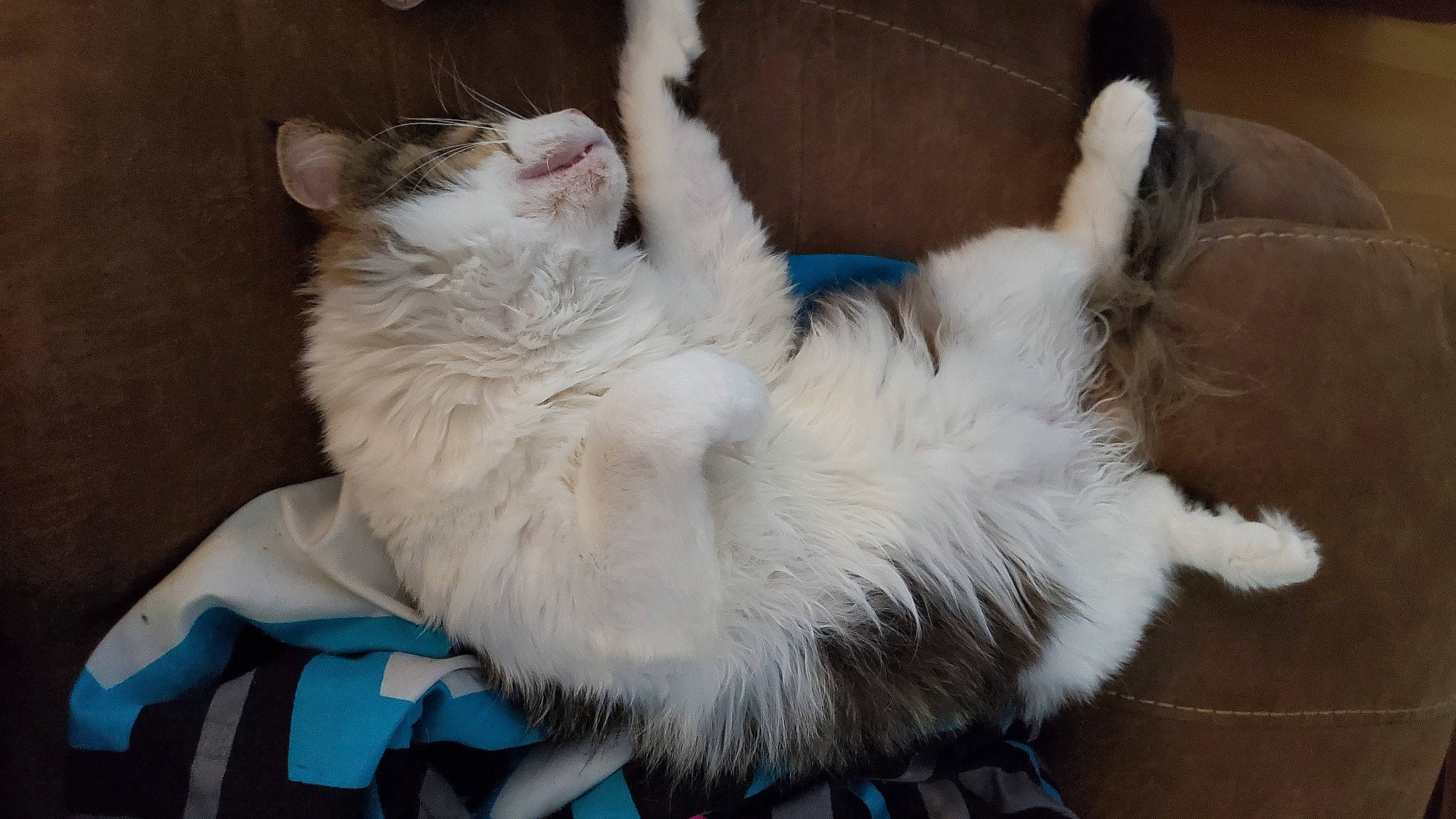 Angelove joined the competition — help win amazing prizes! carnivore, cat, claw, comfort, companion_dog, domestic_short_haired_cat, eye, felidae, foot, fur, lap, paw, sitting, small_to_medium_sized_cats, tail, whiskers