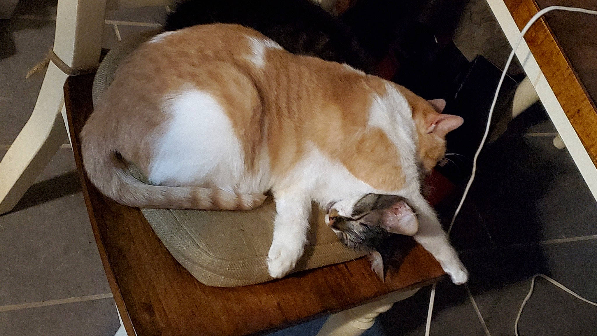 Shelly joined the competition — help win amazing prizes! balinese, canidae, carnivore, cat, claw, comfort, companion_dog, domestic_short_haired_cat, fawn, felidae, fur, hardwood, nap, paw, plant, small_to_medium_sized_cats, sporting_group, tail, whiskers, wood