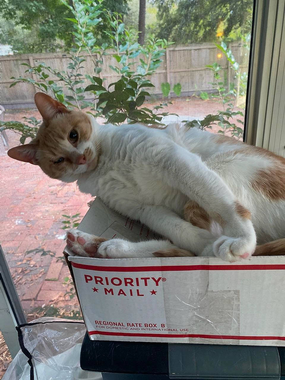 Shelly joined the competition — help win amazing prizes! carnivore, cat, domestic_short_haired_cat, drinking, fawn, felidae, fur, herb, mammal, paw, photo_caption, plant, small_to_medium_sized_cats, snout, tail, terrestrial_animal, vertebrate, whiskers