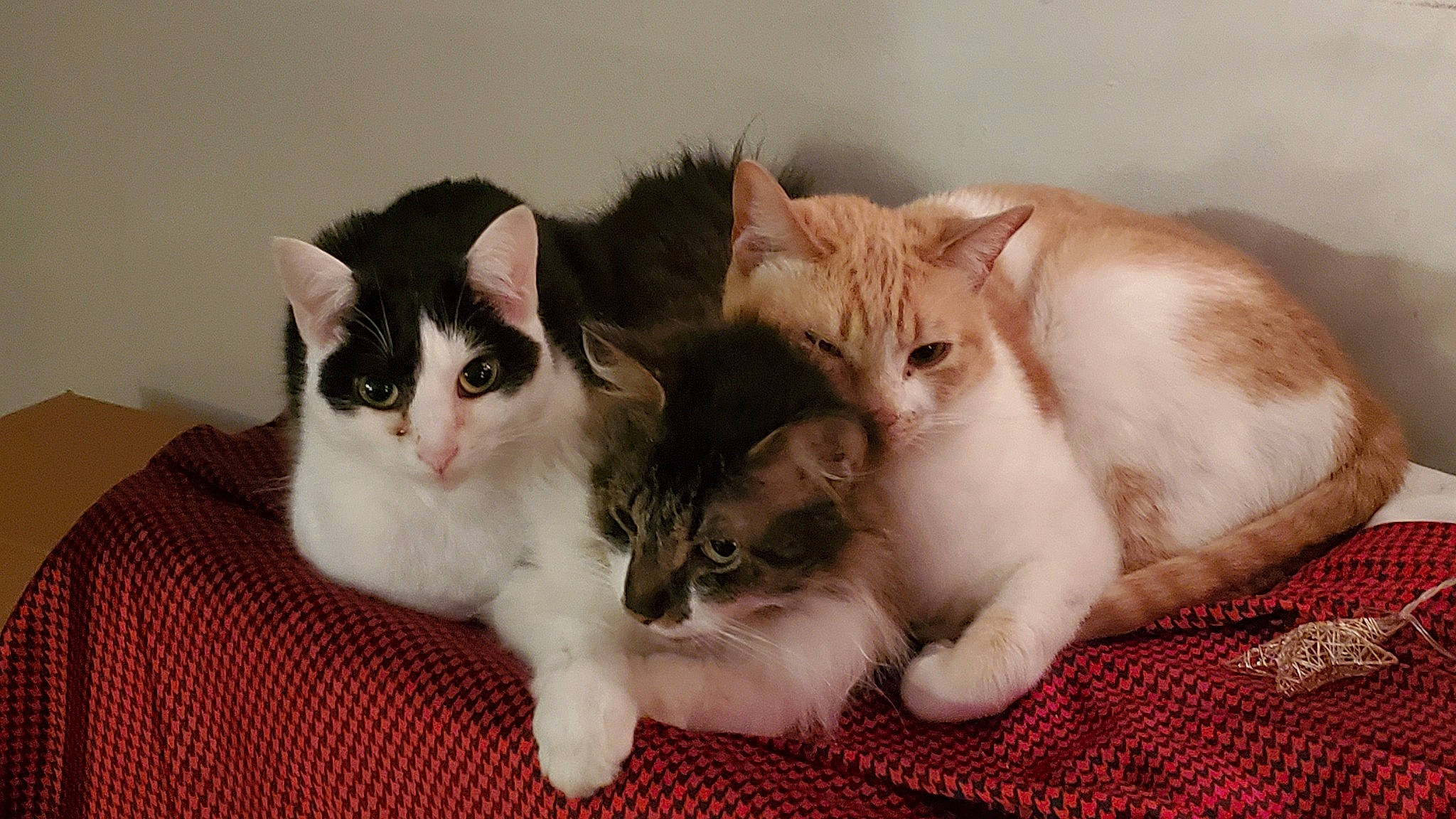 Shelly joined the competition — help win amazing prizes! carnivore, cat, claw, comfort, domestic_short_haired_cat, fawn, felidae, fur, mammal, paw, small_to_medium_sized_cats, snout, tail, vertebrate, whiskers