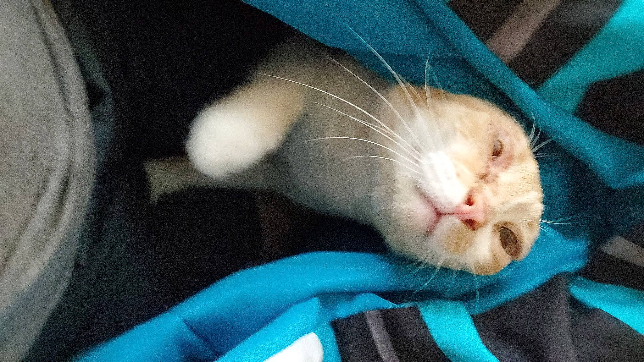 Shelly joined the competition — help win amazing prizes! carnivore, cat, child, claw, comfort, domestic_short_haired_cat, electric_blue, eye, felidae, fur, nail, nap, paw, sleep, small_to_medium_sized_cats, snout, tail, whiskers