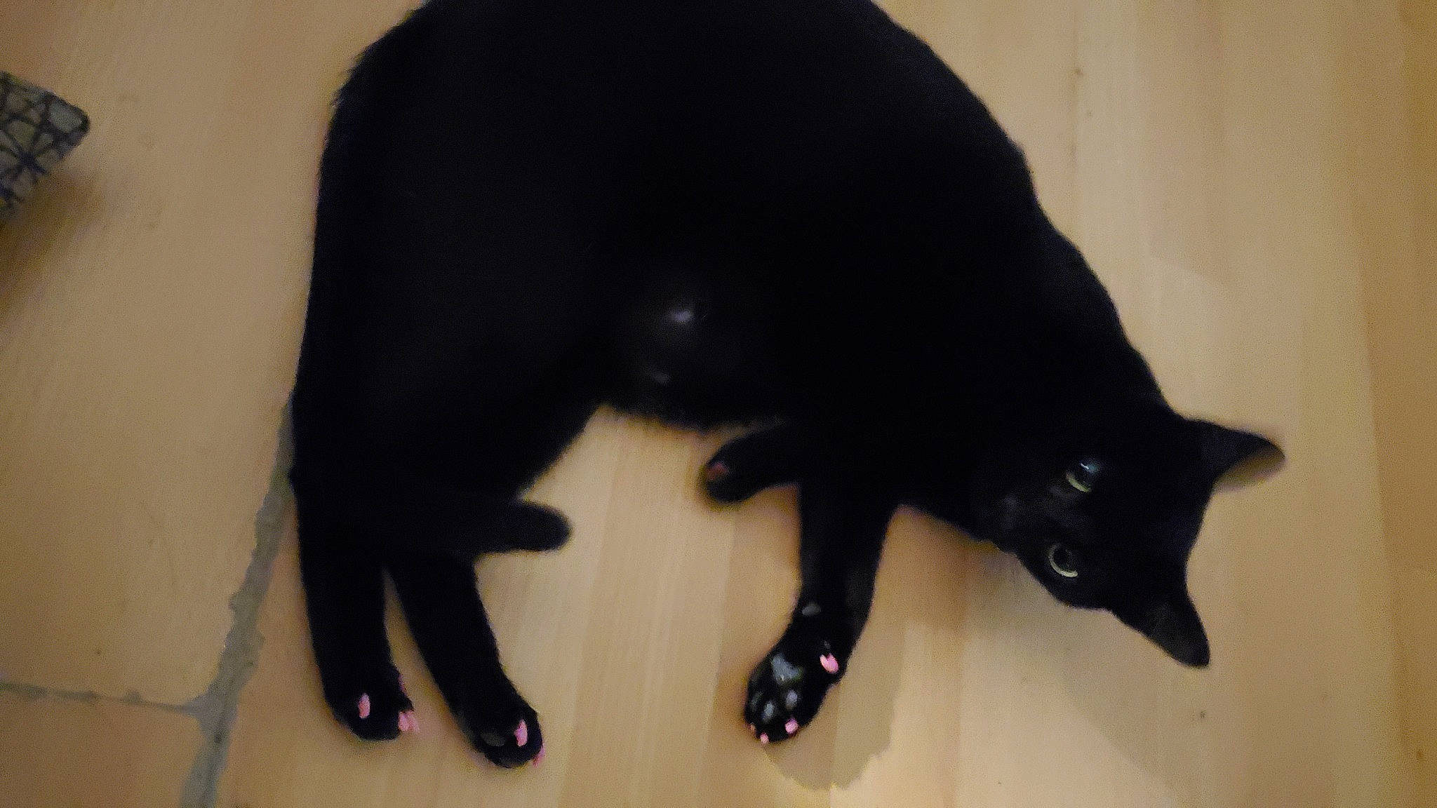 Rona is registered to the contest to win money with this photo: black_cat, bombay, carnivore, cat, claw, dog_breed, domestic_short_haired_cat, felidae, flooring, fur, mammal, paw, small_to_medium_sized_cats, snout, tail, terrestrial_animal, whiskers