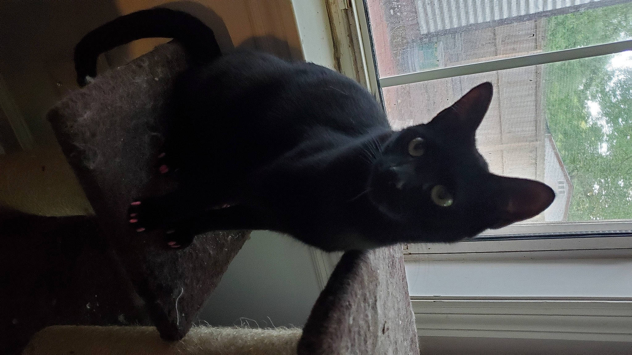 Rona joined the competition — help win amazing prizes! black_cat, bombay, carnivore, cat, domestic_short_haired_cat, felidae, fixture, fur, grey, small_to_medium_sized_cats, snout, tail, terrestrial_animal, whiskers, window