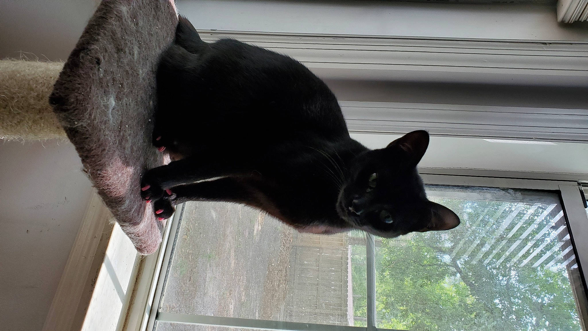 Rona joined the competition — help win amazing prizes! black_cat, bombay, canidae, carnivore, cat, dog_breed, domestic_short_haired_cat, felidae, fixture, fur, plant, small_to_medium_sized_cats, snout, sporting_group, tail, terrestrial_animal, whiskers, window