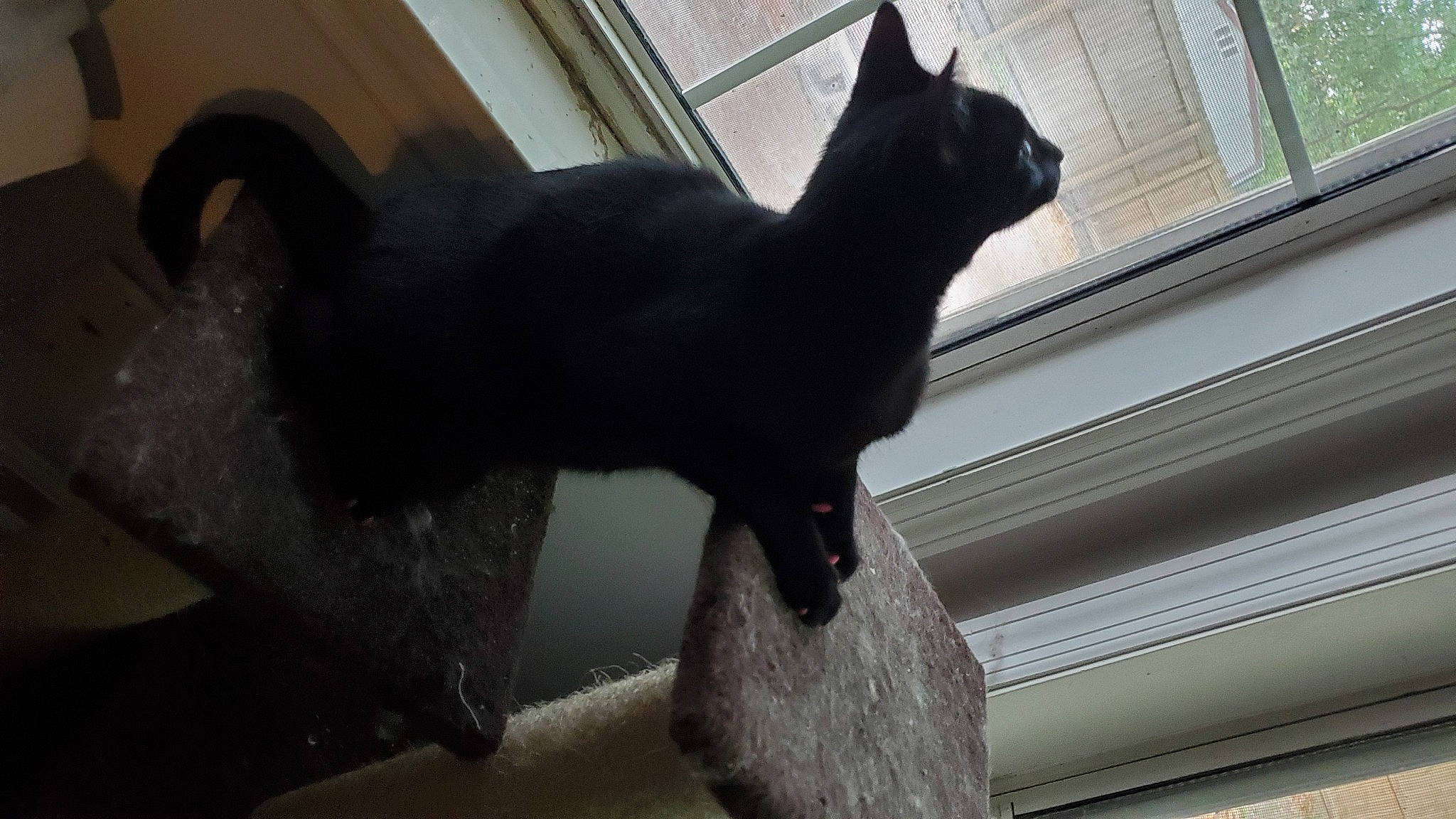 Rona is registered to the contest to win money with this photo: art, black_cat, bombay, carnivore, cat, domestic_short_haired_cat, felidae, fur, grey, mammal, metal, shadow, small_to_medium_sized_cats, snout, tail, terrestrial_animal, vertebrate, whiskers, window