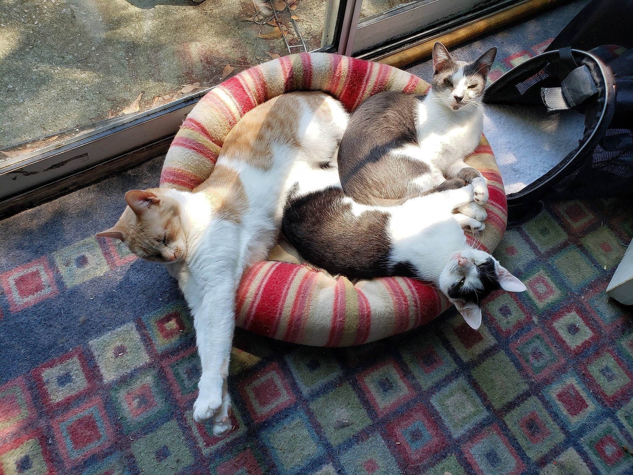 Thea joined the competition — help win amazing prizes! canidae, carnivore, cat, comfort, companion_dog, dog_breed, domestic_short_haired_cat, fawn, felidae, fur, guitar, lap, mammal, paw, small_to_medium_sized_cats, snout, tail, toy, vertebrate, whiskers