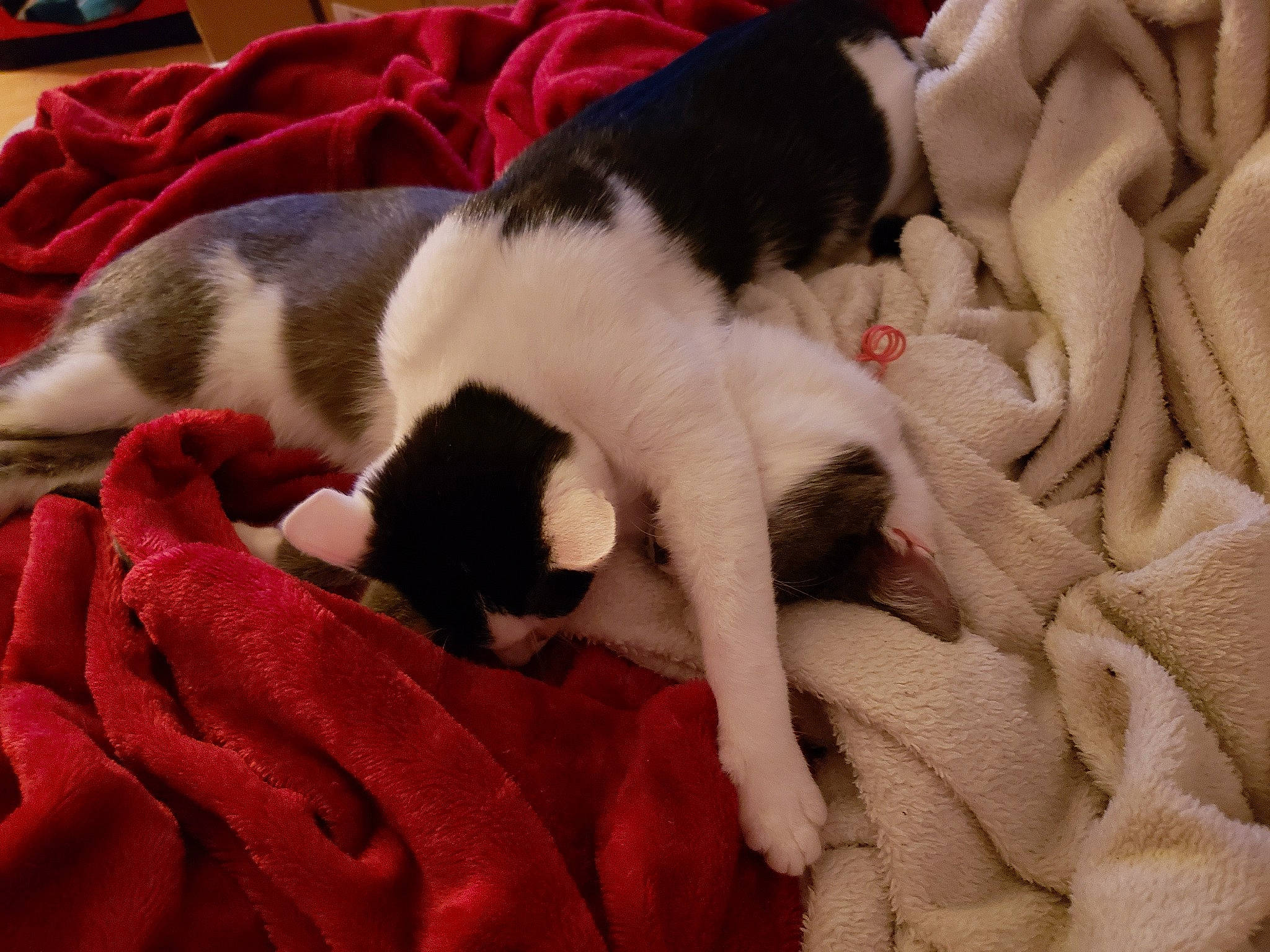 Thea is registered to the contest to win money with this photo: canidae, carmine, carnivore, cat, comfort, companion_dog, computer_keyboard, dog_breed, domestic_short_haired_cat, fawn, felidae, fur, linens, nap, non_sporting_group, small_to_medium_sized_cats, sporting_group, tail, textile, whiskers