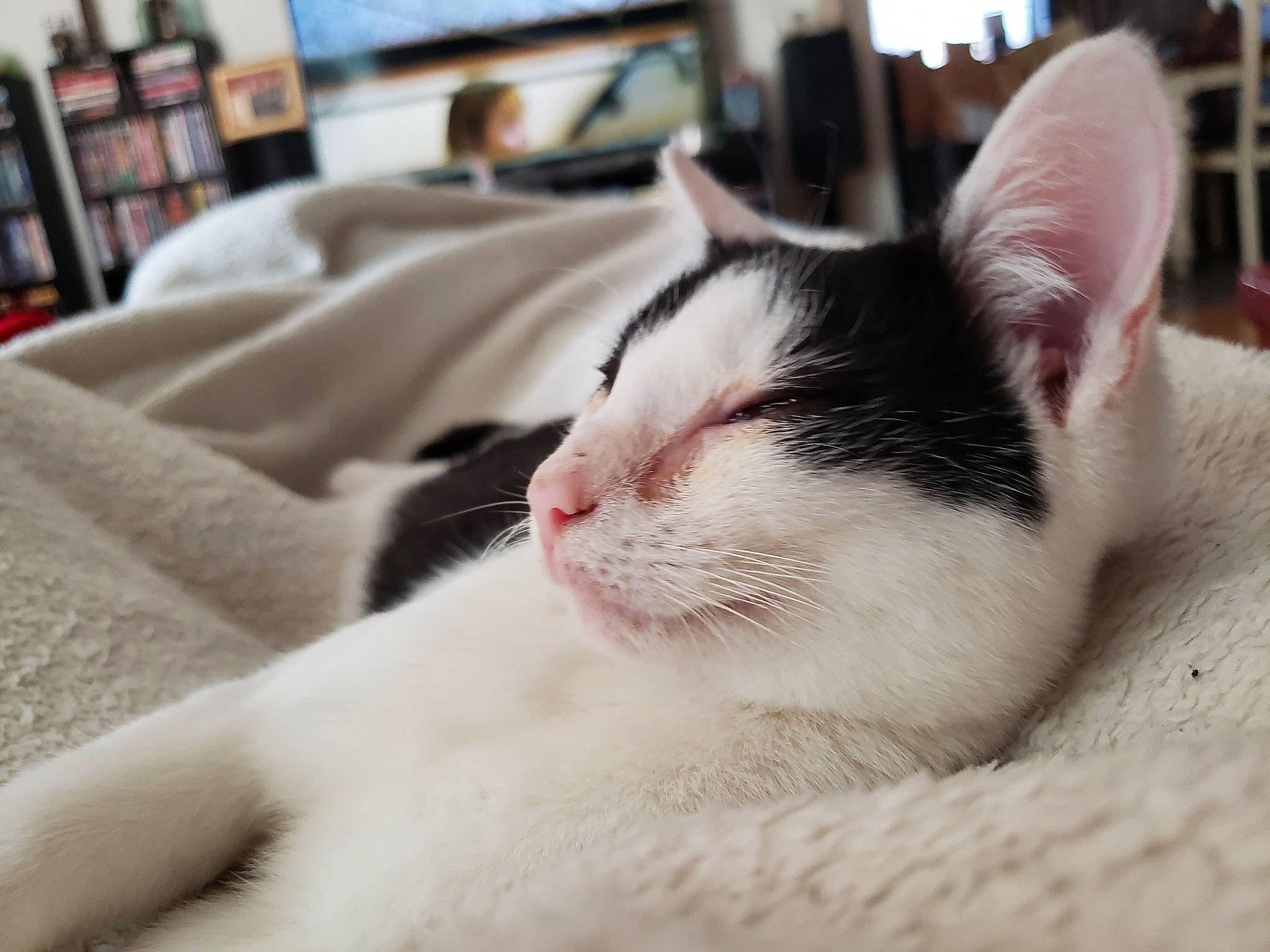 Thea joined the competition — help win amazing prizes! bookcase, carnivore, cat, comfort, domestic_short_haired_cat, felidae, fur, head, nap, paw, picture_frame, room, shelf, shelving, sleep, small_to_medium_sized_cats, snout, tail, terrestrial_animal, whiskers