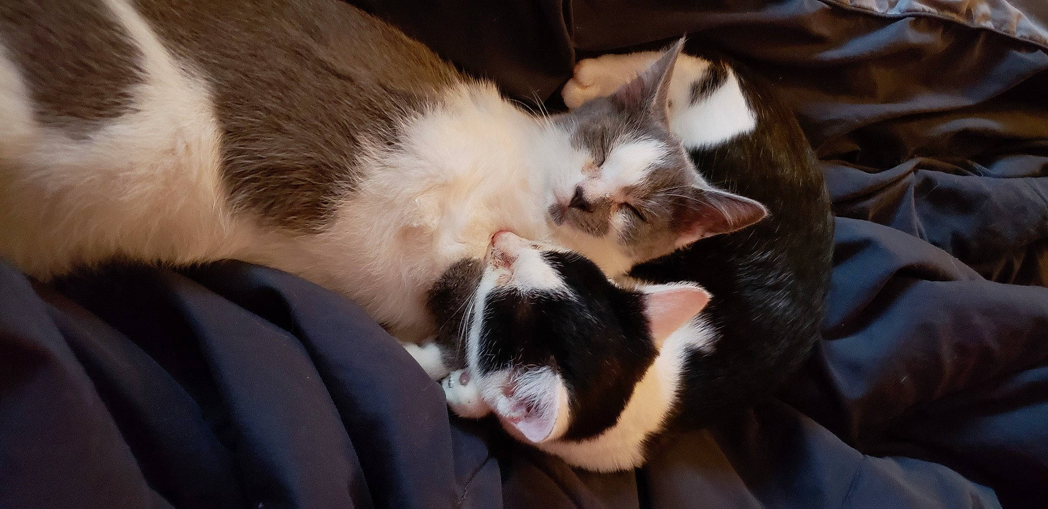 Thea joined the competition — help win amazing prizes! canidae, carnivore, cat, claw, comfort, domestic_short_haired_cat, eye, felidae, fur, nap, paw, sleep, small_to_medium_sized_cats, snout, tail, whiskers, wood