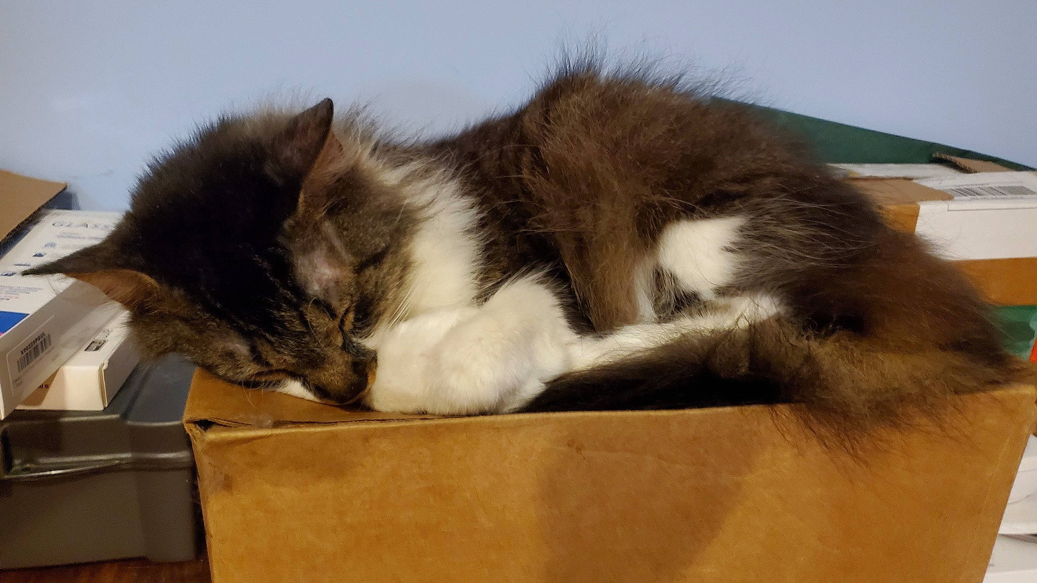 Corvis joined the competition — help win amazing prizes! box, cardboard, carnivore, carton, cat, claw, comfort, domestic_short_haired_cat, felidae, fur, nap, paw, shipping_box, sky, small_to_medium_sized_cats, snout, tail, whiskers, window, wood