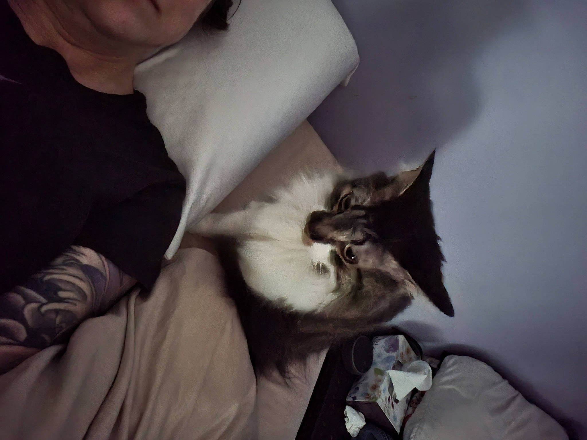 Corvis joined the competition — help win amazing prizes! beard, carnivore, cat, comfort, companion_dog, domestic_short_haired_cat, elbow, eyelash, felidae, formal_wear, fur, gesture, grey, happy, jaw, moustache, sleeve, small_to_medium_sized_cats, snout, whiskers