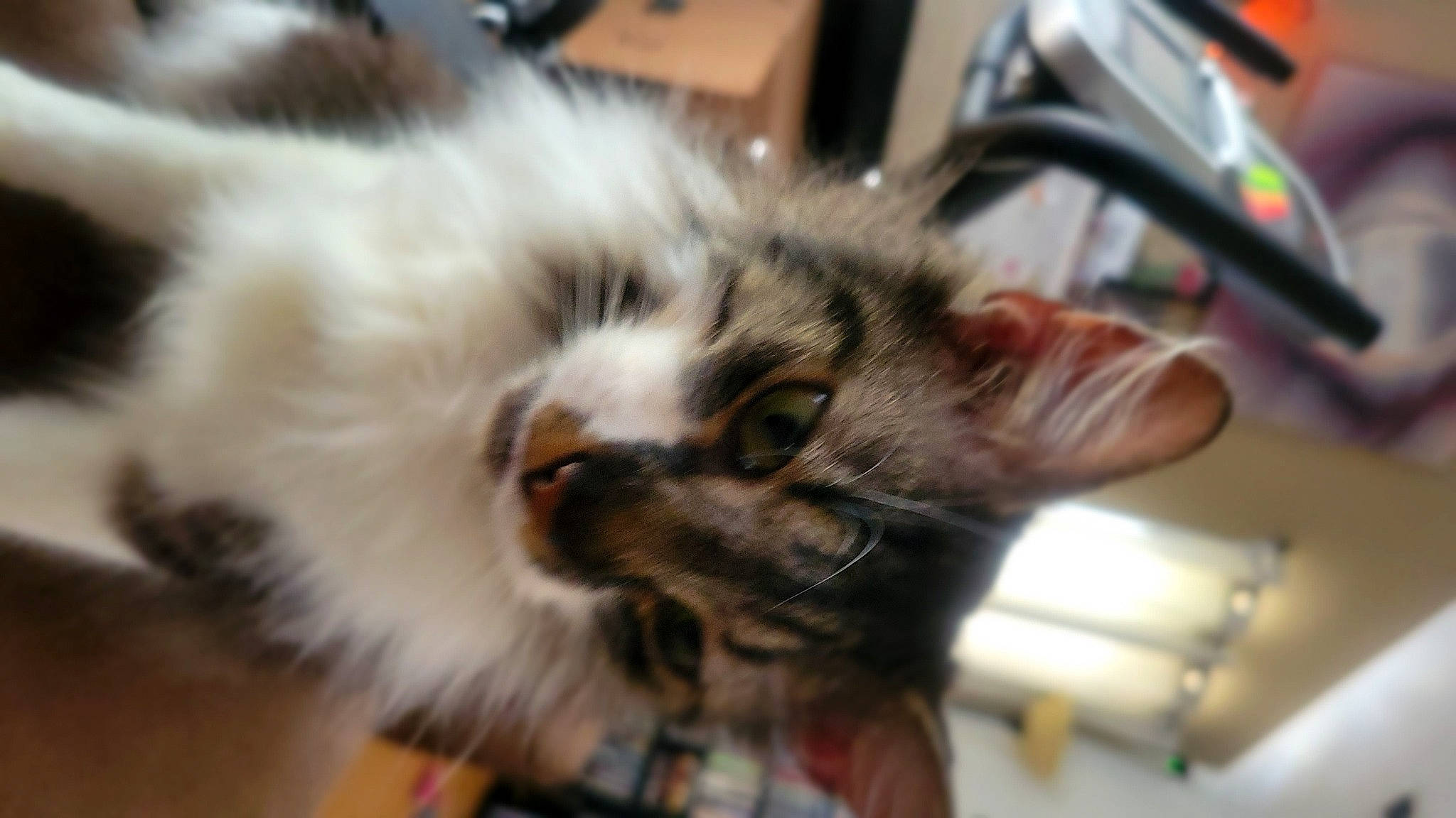 Corvis is registered to the contest to win money with this photo: carnivore, cat, claw, digital_video_recorder, domestic_short_haired_cat, felidae, fur, paw, small_to_medium_sized_cats, snout, tail, whiskers