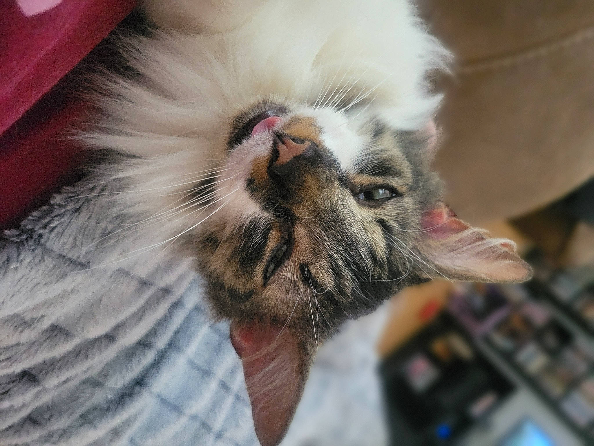 Corvis is registered to the contest to win money with this photo: carnivore, cat, claw, domestic_short_haired_cat, fawn, felidae, flowerpot, fur, paw, small_to_medium_sized_cats, snout, tail, terrestrial_animal, whiskers, wildlife