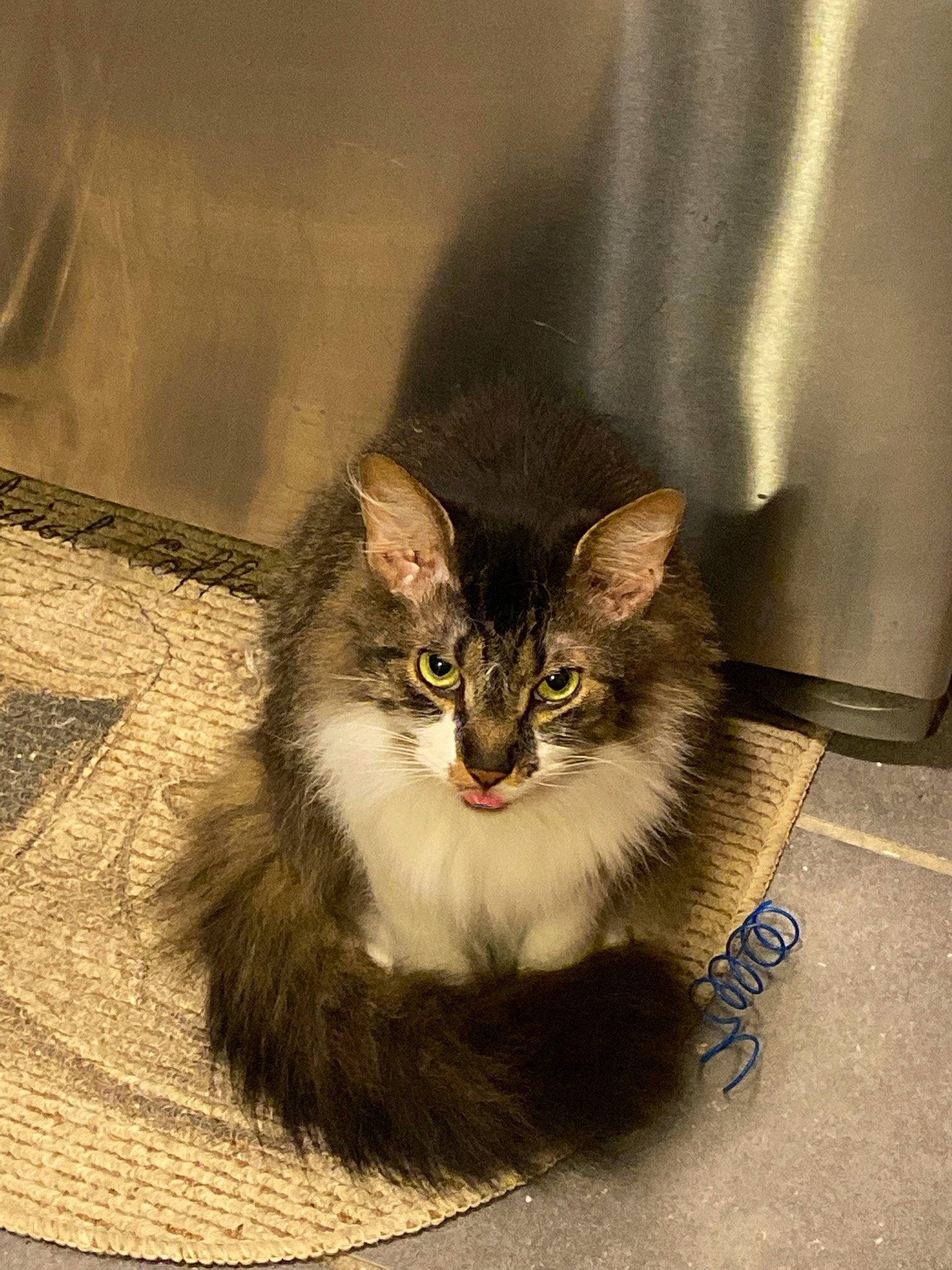 Corvis is registered to the contest to win money with this photo: carnivore, cat, claw, domestic_short_haired_cat, eye, felidae, fur, iris, maine_coon, paw, small_to_medium_sized_cats, snout, tail, terrestrial_animal, whiskers