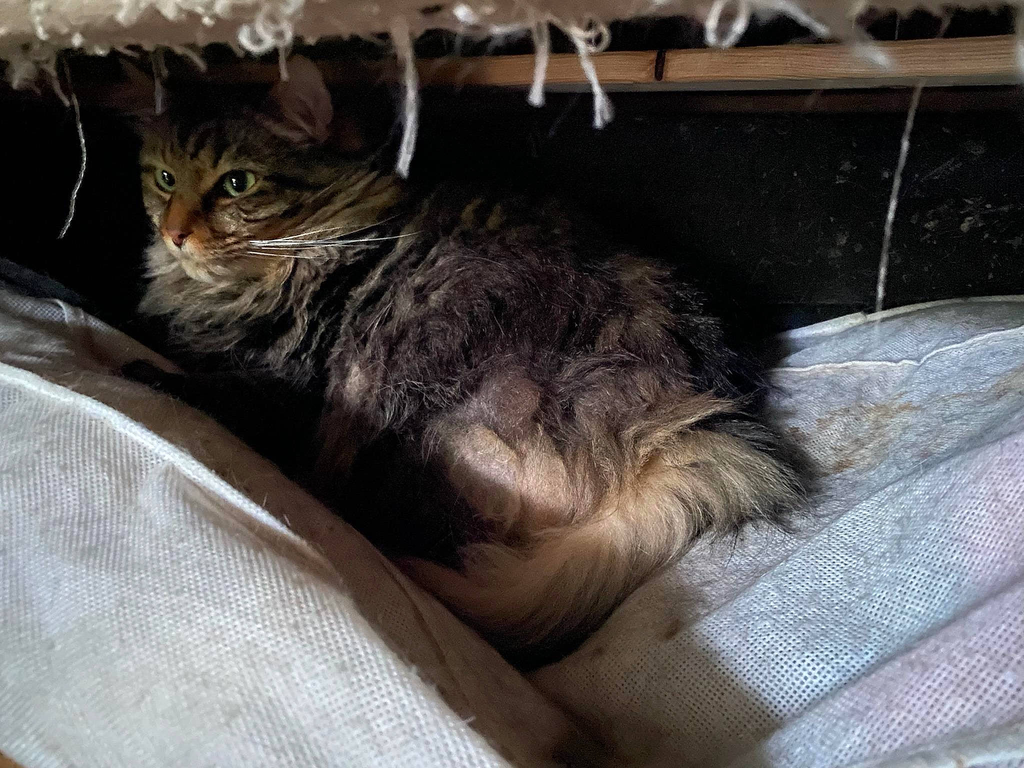 Ashe is registered to the contest to win money with this photo: carnivore, cat, cat_bed, cat_supply, claw, comfort, domestic_short_haired_cat, felidae, fur, nap, paw, sleep, small_to_medium_sized_cats, tail, terrestrial_animal, whiskers, window