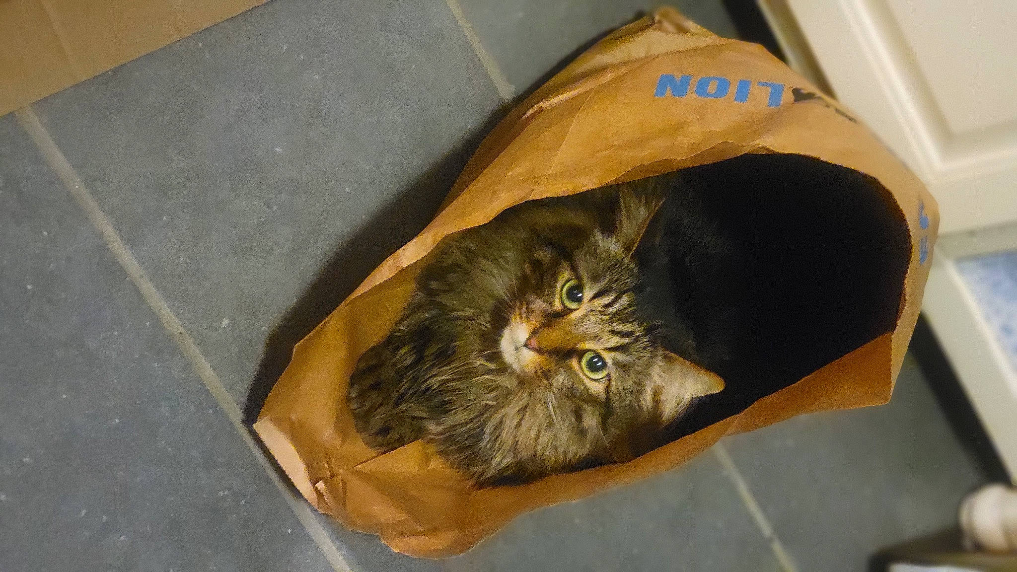 Ashe is registered to the contest to win money with this photo: bag, baggage, box, cardboard, carnivore, cat, cat_supply, comfort, domestic_short_haired_cat, felidae, fur, hat, luggage_and_bags, packaging_and_labeling, shipping_box, small_to_medium_sized_cats, tail, whiskers, wood