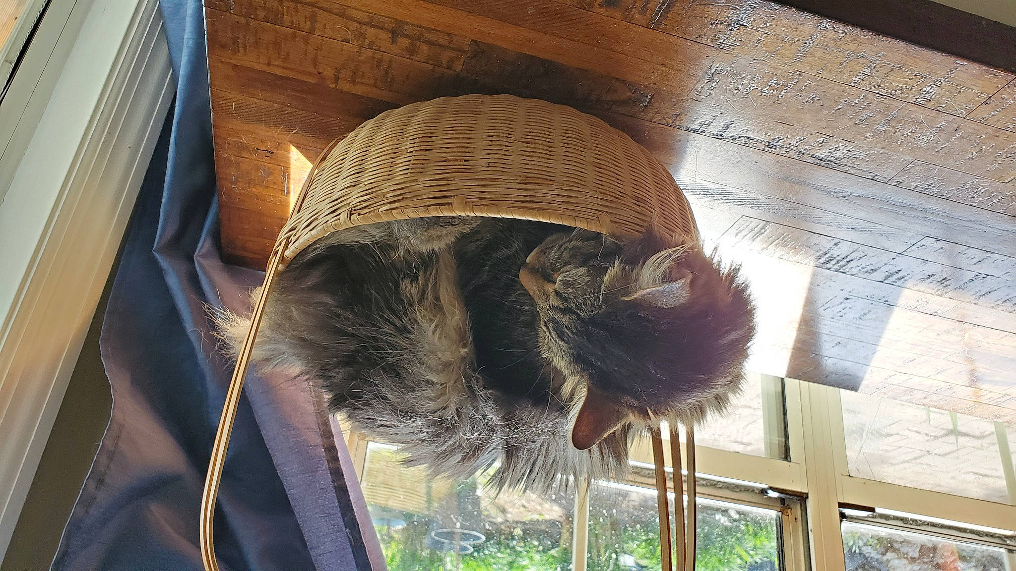 Ashe is registered to the contest to win money with this photo: dog_breed, fawn, feather, fedora, felidae, flooring, fur, hardwood, hat, plant, room, small_to_medium_sized_cats, sporting_group, sun_hat, tail, textile, tints_and_shades, whiskers, window, wood