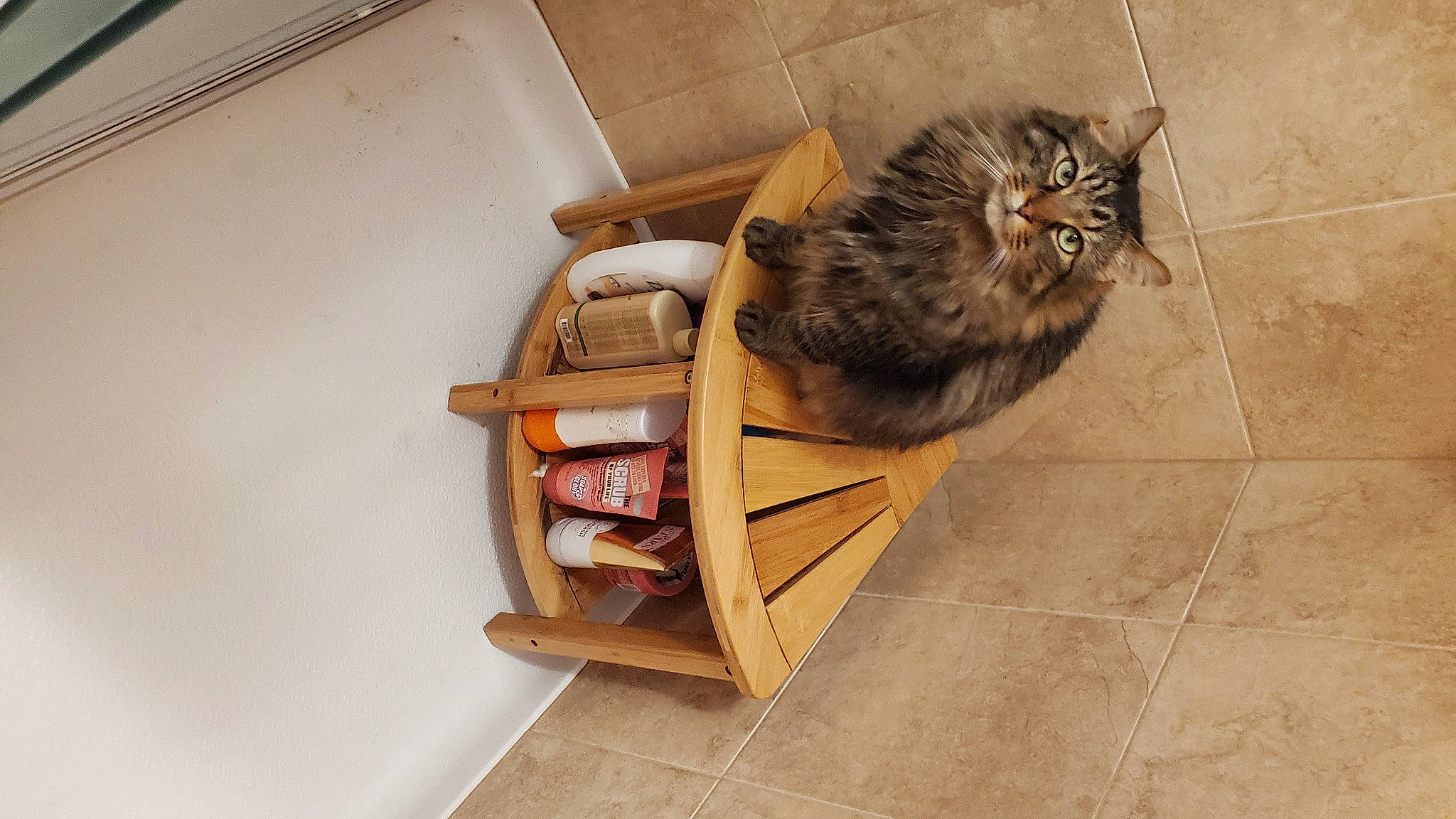 Ashe joined the competition — help win amazing prizes! bag, box, cardboard, carnivore, carton, cat, domestic_short_haired_cat, felidae, floor, flooring, fur, hardwood, luggage_and_bags, metal, shelving, shipping_box, small_to_medium_sized_cats, tail, whiskers, wood